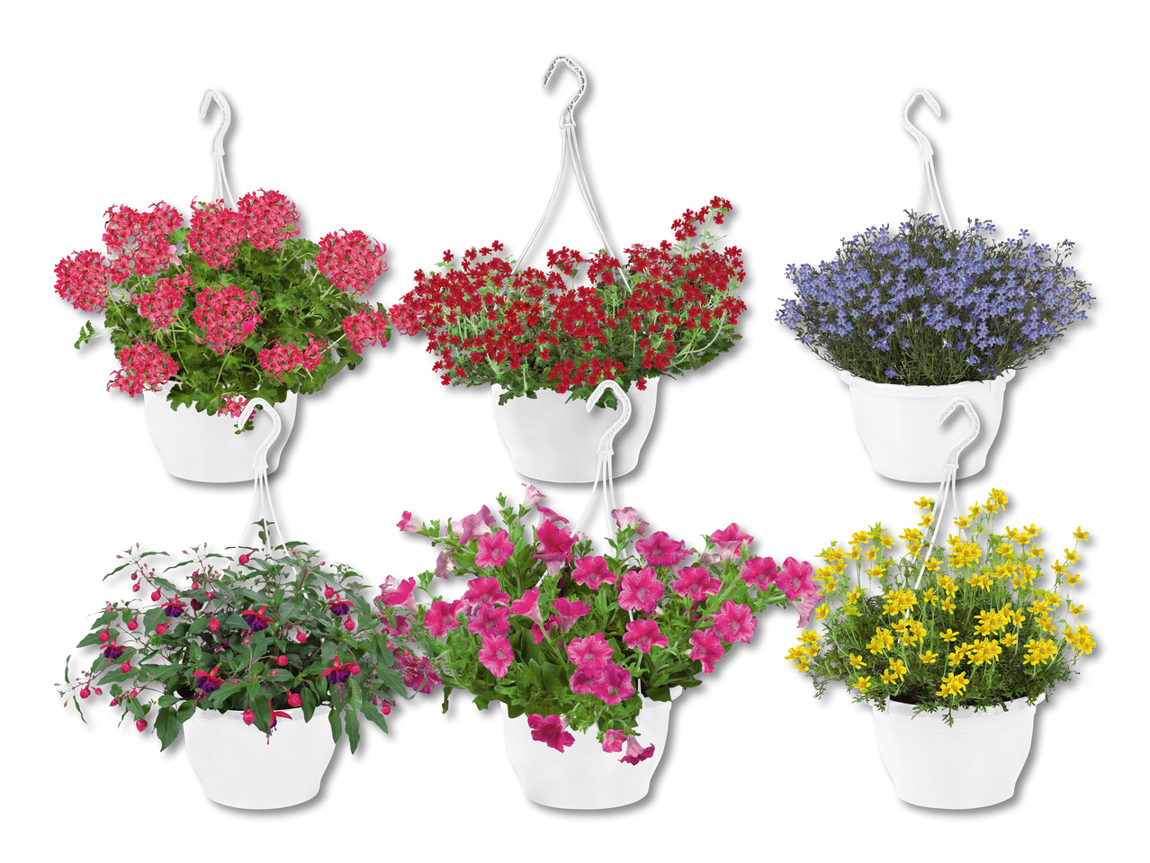 Plantes pour suspensions extérieures