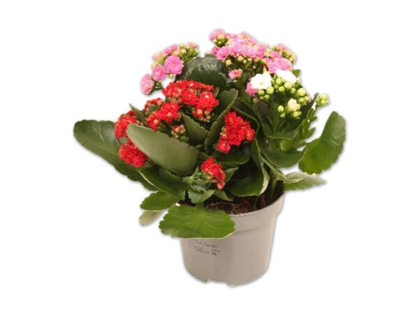 Kalanchoe Tricolor