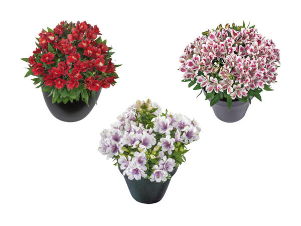 Alstroemeria