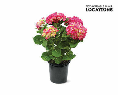 8" Hydrangea