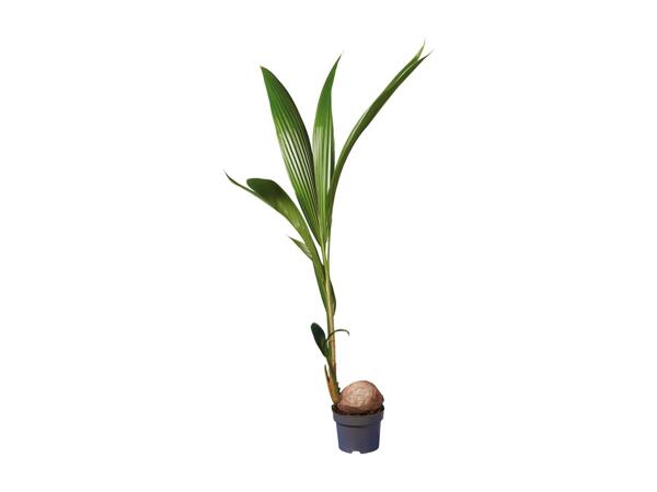 Coconut Palm