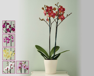 Double Stem Orchid