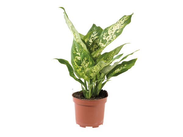 Assorted Green Plants