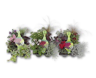 Automne multicolore
