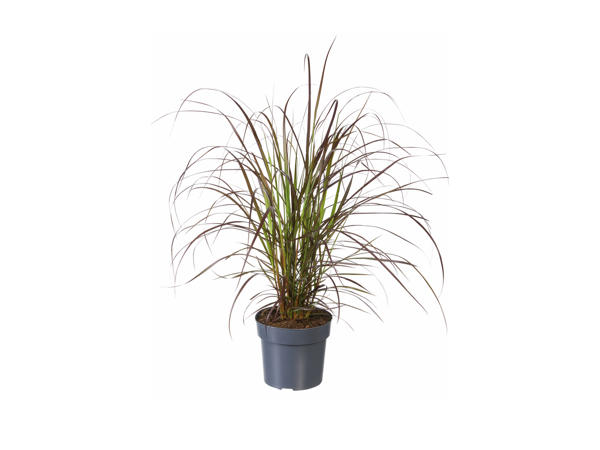 Pennisetum Grass1