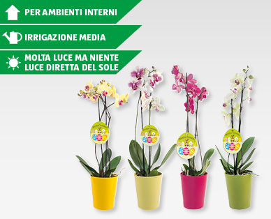 Phalaenopsis