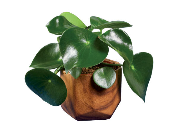 Grøn plante i træ-look skjuler