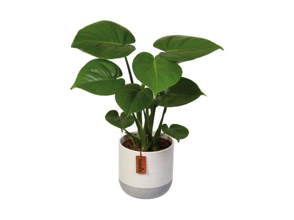 Grøn plante i keramik