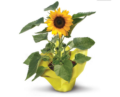 Sunflower Plant