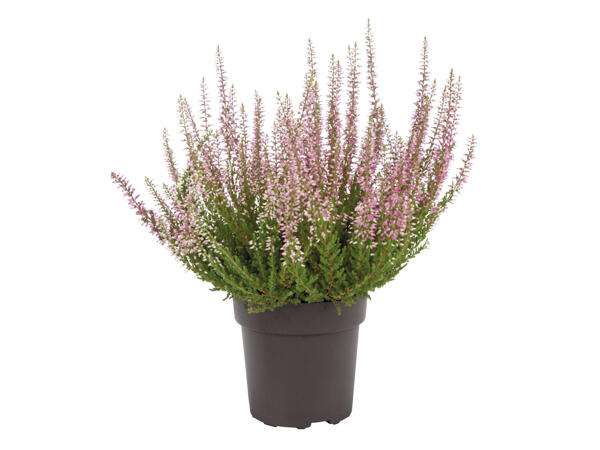 Heather