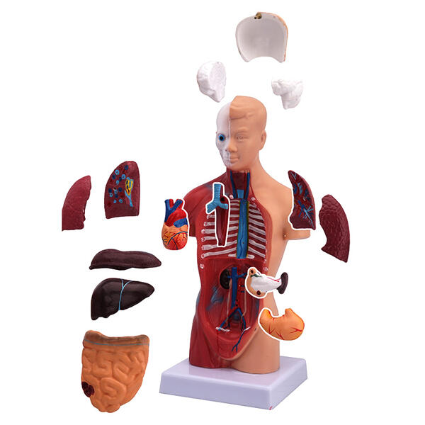 Anatomisches Körpermodell