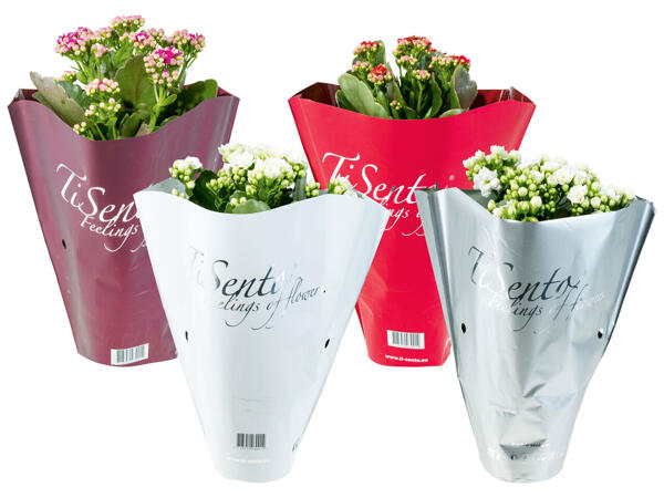 Kalanchoe in Tüte