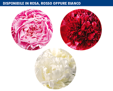 Peonia