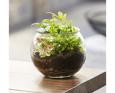 Glass Terrarium 15cm