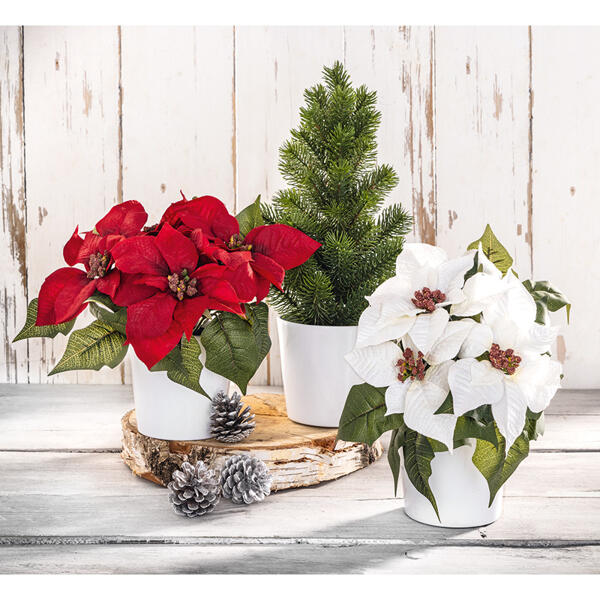 Deko-Weihnachtsstern /-Tannenbaum