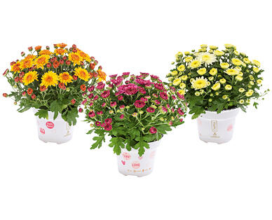 CHRYSANTHÈMES MULTIFLORA