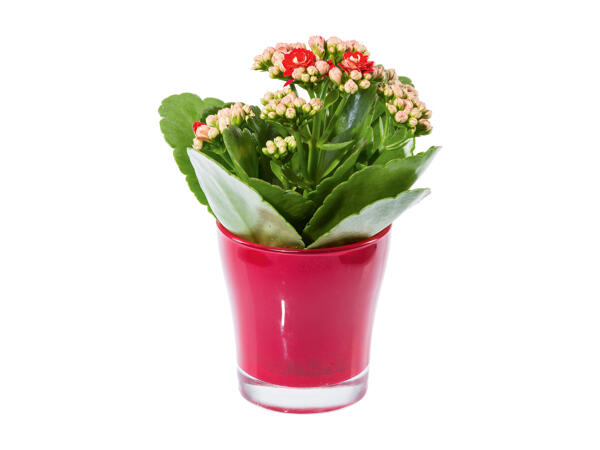 Kalanchoe