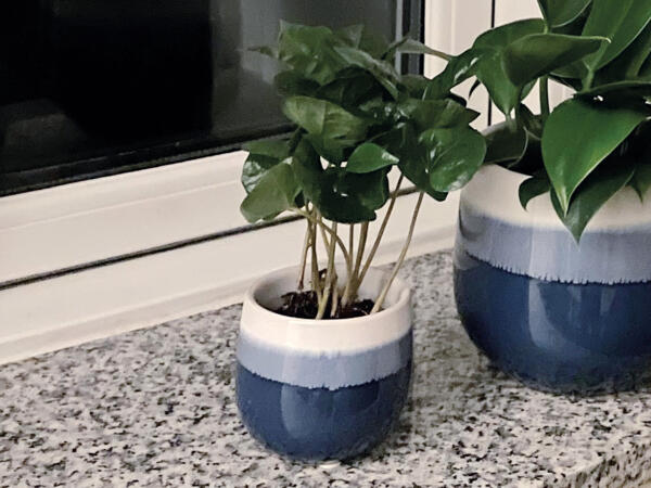 Miniplante i keramik