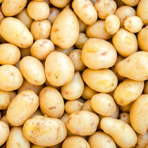 Premium Speisekartoffeln