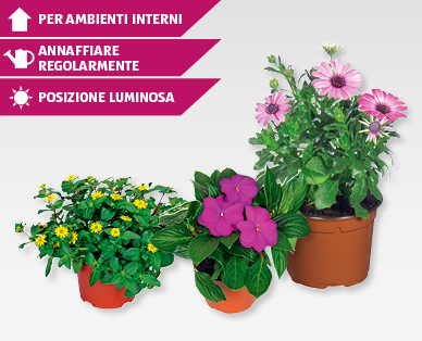 Fiori estivi stagionali