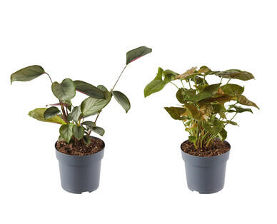 Assorted Indoor Plants 140mm