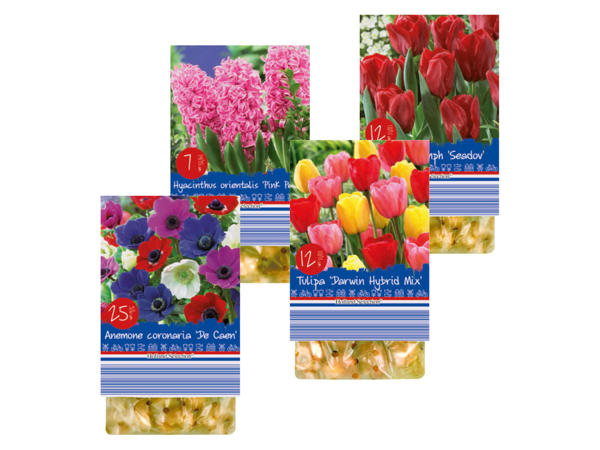 Potted Spring Bulbs