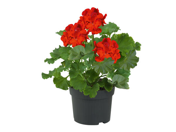 Standing Geranium