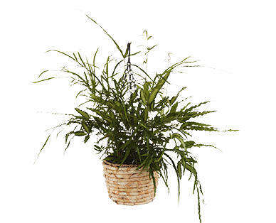 Hanging Basket with Ferns