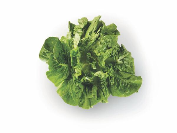 Cos lettuce