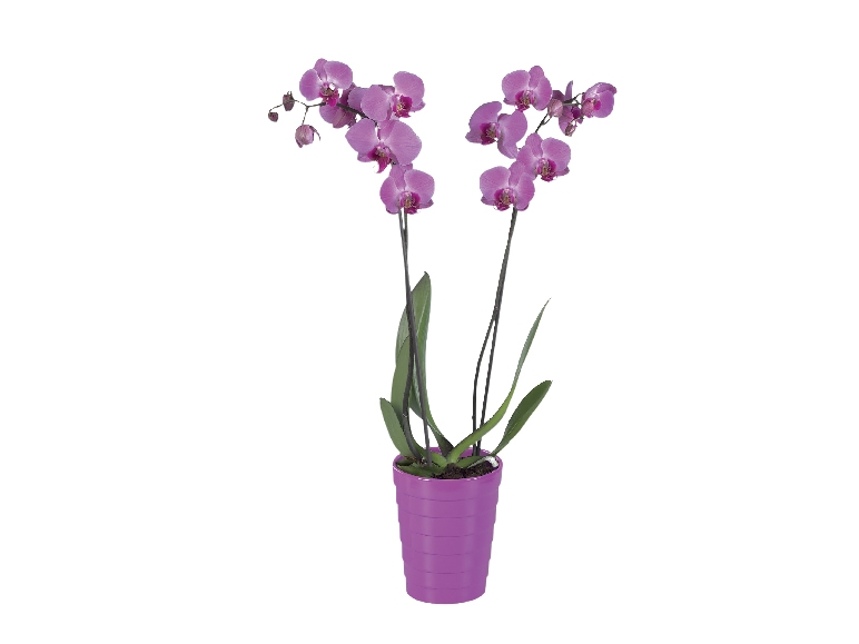 Twin Stem Orchid in Ceramic Pot