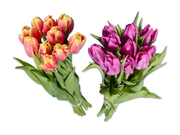 Tulpen Papageien