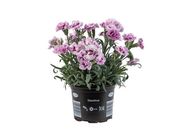 Dianthus Adorables