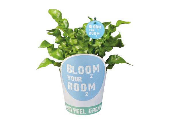 Indoor Plants
