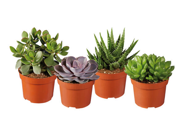 Succulents