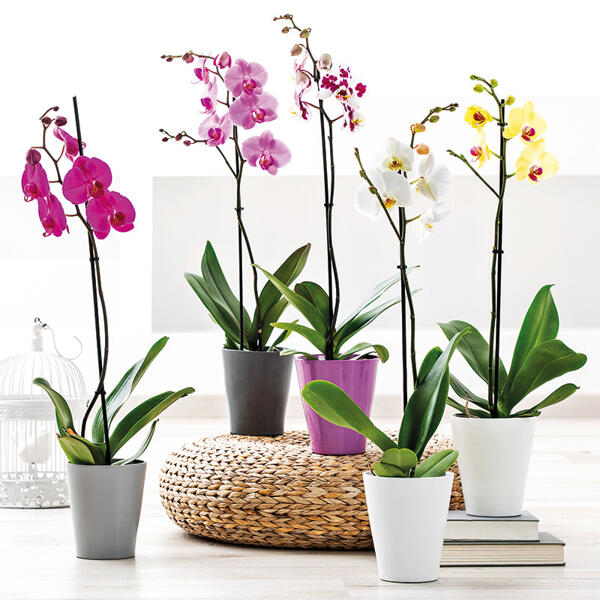 Orchidee Phalaenopsis