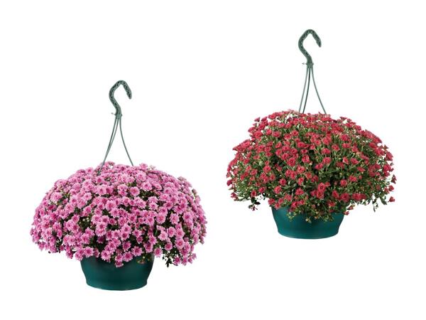 Krysantemum ampel