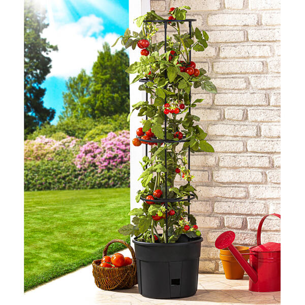 Tomatenturm