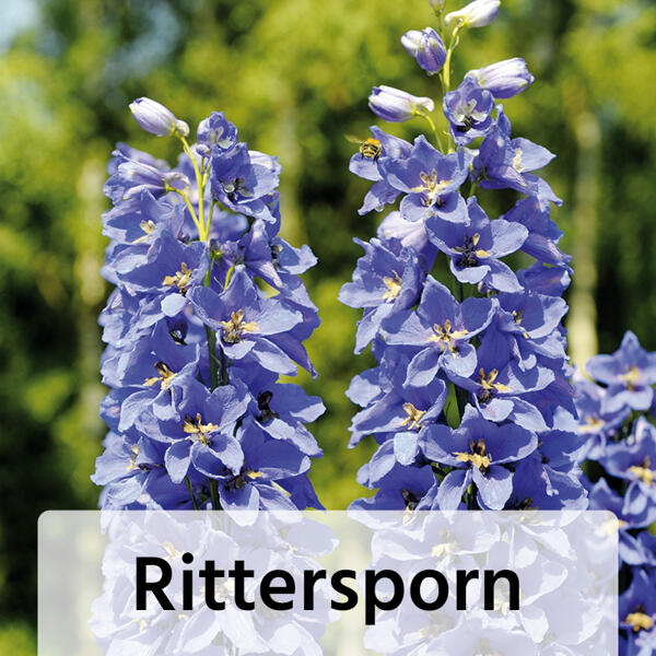 Gartenstauden-Mix