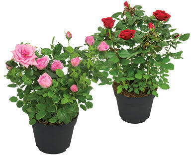 ROSE ESCLUSIVE