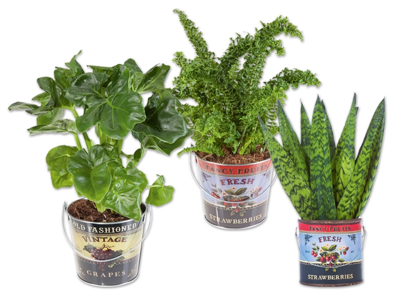 „Easy Care" Pflanze im Foodbucket