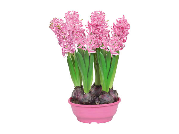 Hyacinth Bulbs