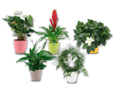 Exotisches Pflanzensortiment