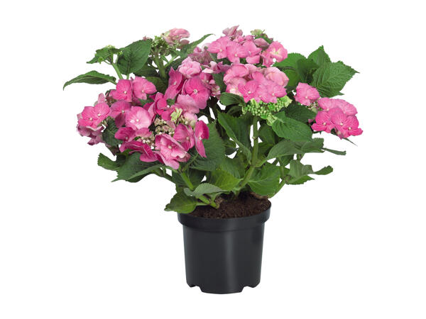 Hydrangeas