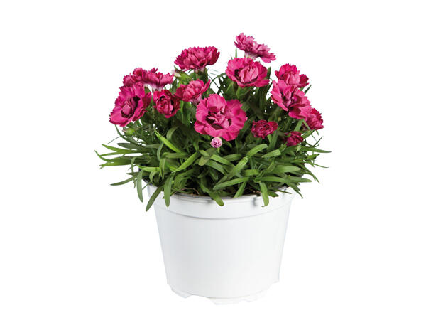 Dianthus
