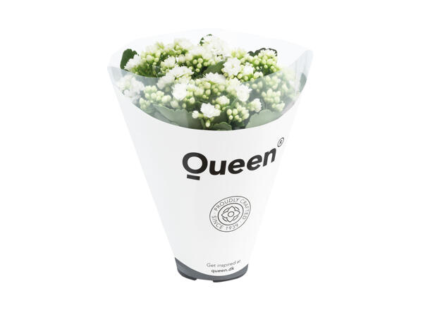 Stor Queen kalanchoë