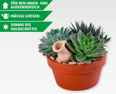 GARDENLINE(R) Sukkulenten-Arrangement