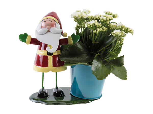 Christmas Figures with Kalanchoe