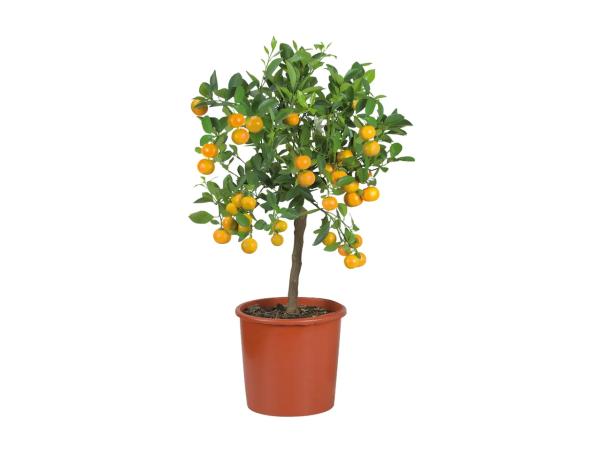 Large Citrus Plants