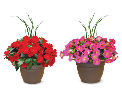 Premium Flowering Plant