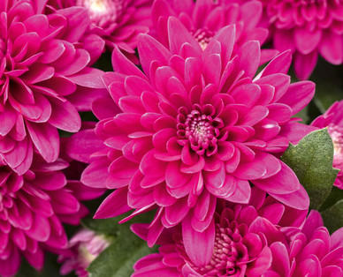 Chrysanthemen-Busch
